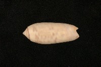 藏品(蠟燭榧螺)的圖片